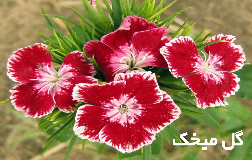 معرفی 10 گل بهاری زیبا برای گلدان و باغچه + عکس